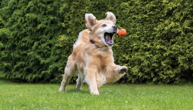 Golden Retriever leaps to catch an orange ball in its mouth