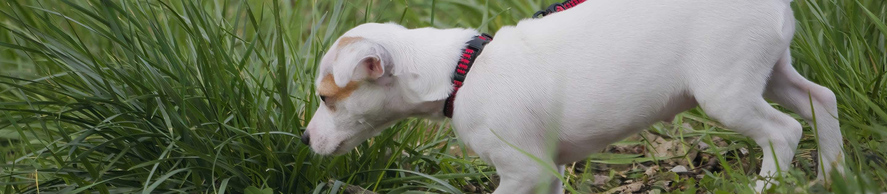 Close up of a puppy