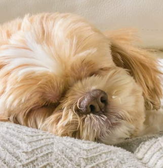dog sleeping in bed