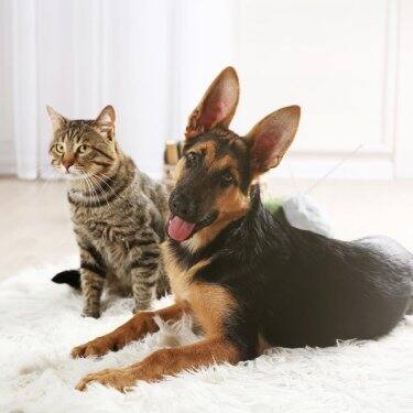 A cat and dog lie on a carpet