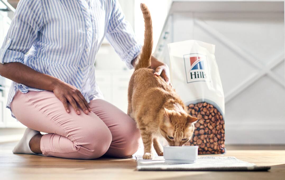 A cat eating Hill's Pet dry cat food in a bowl