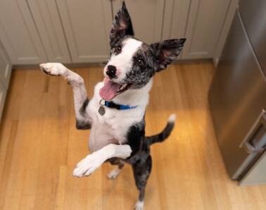 A dog jumping in excitement