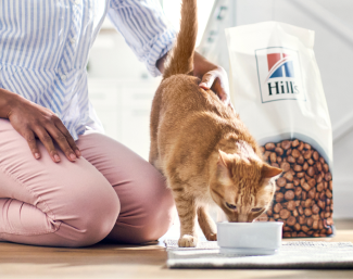 A cat eating Hill's Pet dry cat food in a bowl
