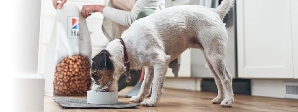 Dog eating Hill's food