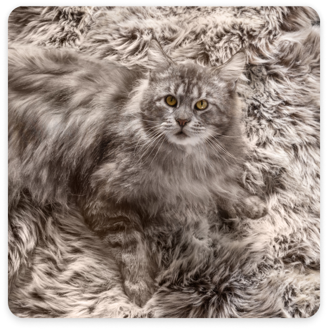 A grey cat sits on a matching grey color carpet