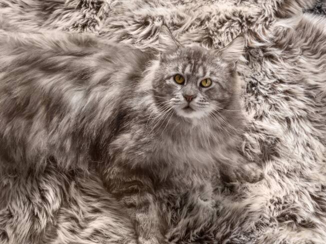 A grey cat sits on a matching grey color carpet